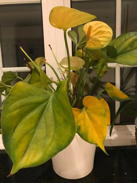 红掌叶子干黄是什么原因