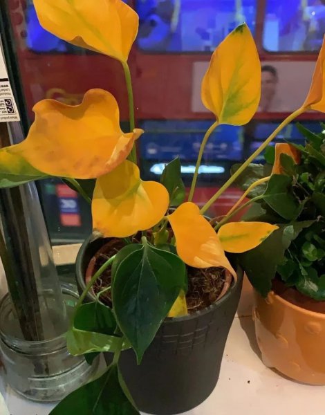 红掌叶子干黄是什么原因