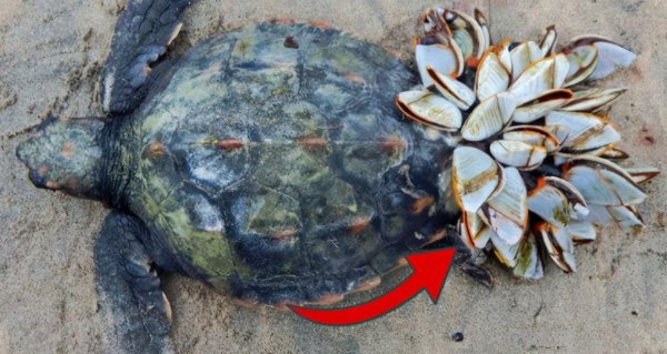 藤壶是什么东西