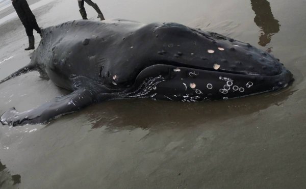 藤壶是什么东西