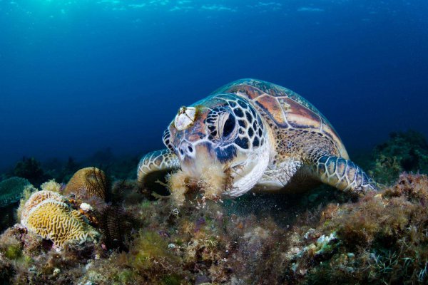 藤壶是什么东西