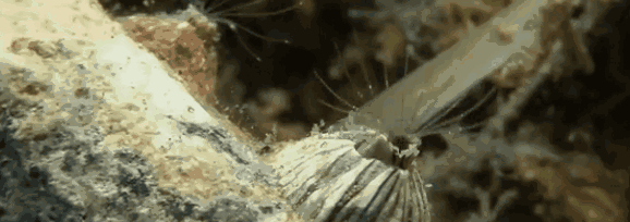 藤壶是什么东西