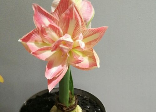 朱顶红几月份全部剪掉叶子