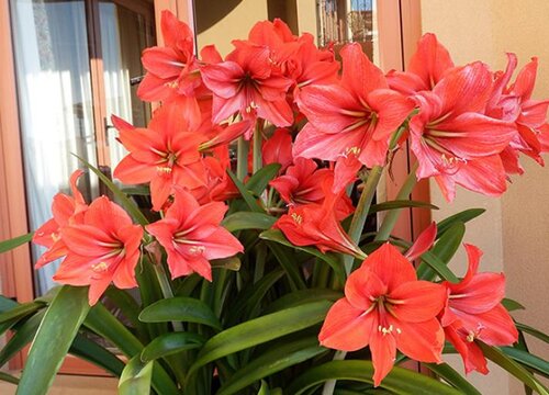 朱顶红几月份全部剪掉叶子