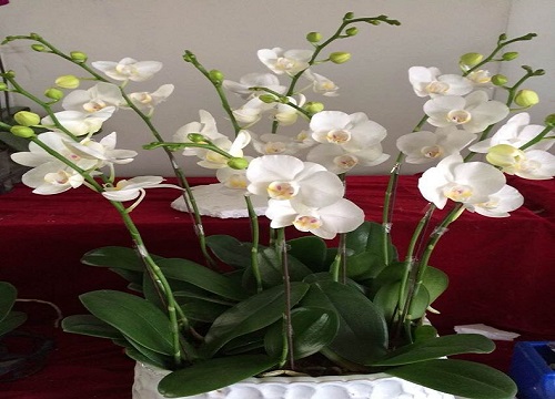 蝴蝶兰开花花蕾老是枯萎是什么原因