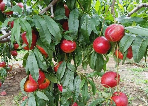 有哪些新品种桃树苗最好