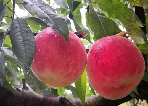 有哪些新品种桃树苗最好