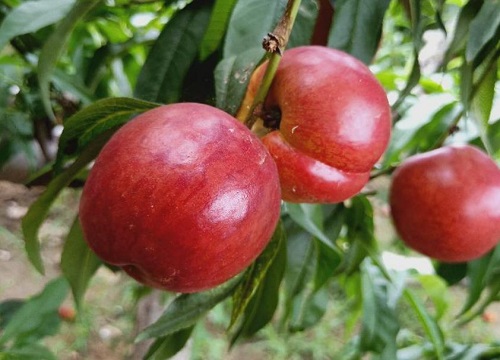 有哪些新品种桃树苗最好