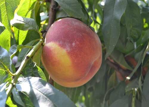 有哪些新品种桃树苗最好