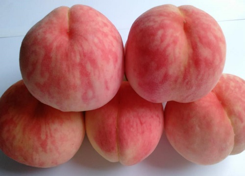 有哪些新品种桃树苗最好