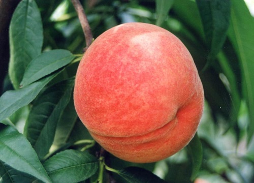 有哪些新品种桃树苗最好