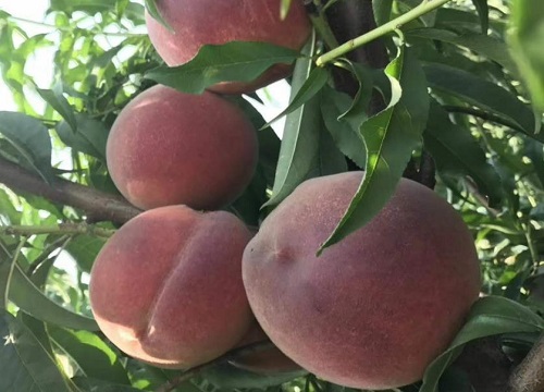 有哪些新品种桃树苗最好