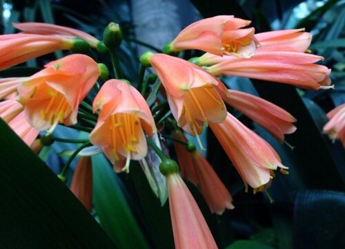 君子兰想要养好根部需要浇灌什么水