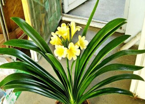 君子兰想要养好根部需要浇灌什么水