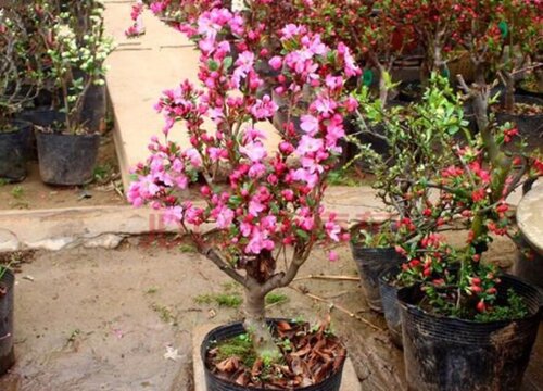 海棠什么时候移栽最好