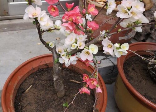 海棠什么时候移栽最好