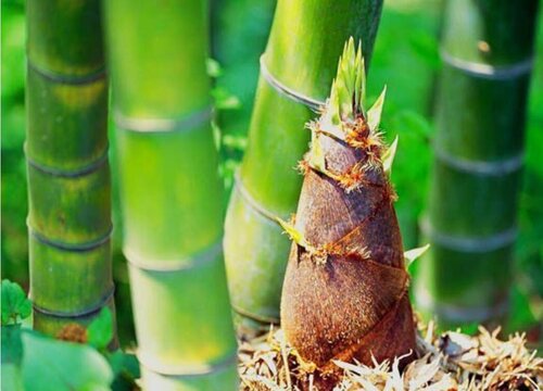 竹笋生长在什么地方