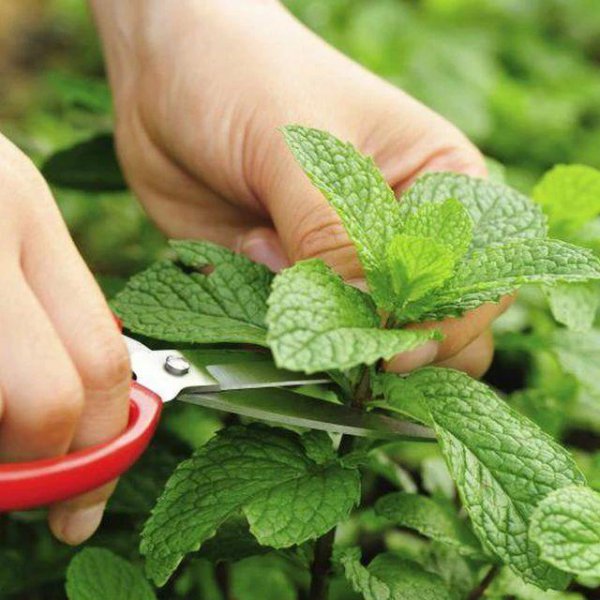 薄荷叶子尖发黑枯萎像烧焦怎么回事