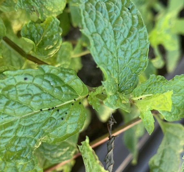 薄荷叶子尖发黑枯萎像烧焦怎么回事