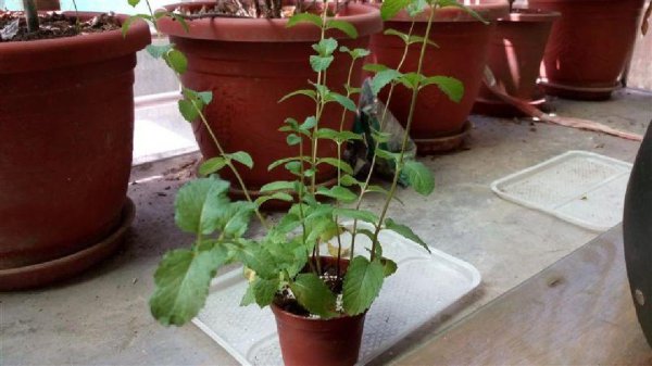 薄荷叶子尖发黑枯萎像烧焦怎么回事