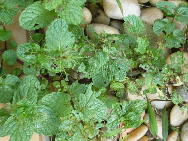 薄荷叶子尖发黑枯萎像烧焦怎么回事