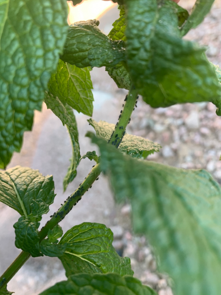 薄荷叶子尖发黑枯萎像烧焦怎么回事