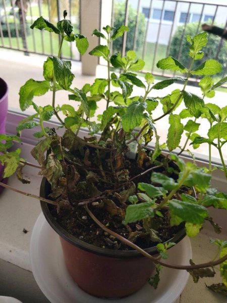 薄荷叶子尖发黑枯萎像烧焦怎么回事