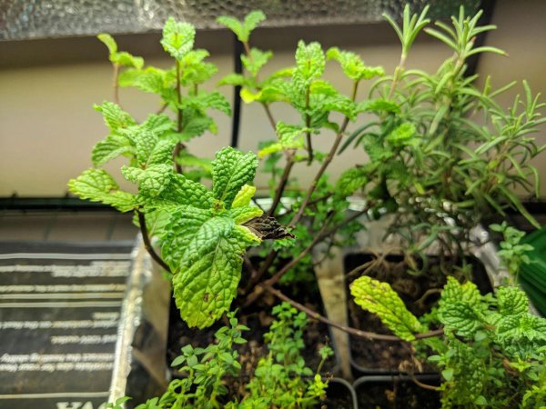 薄荷叶子尖发黑枯萎像烧焦怎么回事