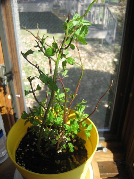 薄荷叶子尖发黑枯萎像烧焦怎么回事