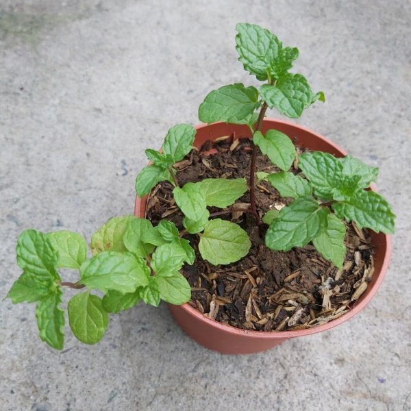 薄荷叶子尖发黑枯萎像烧焦怎么回事