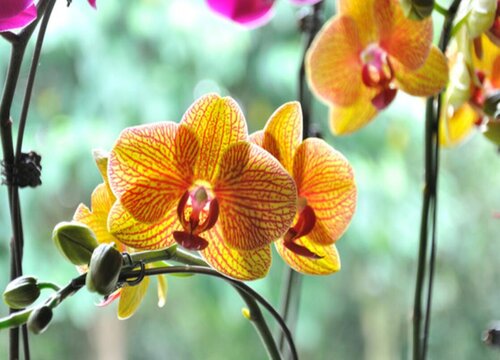 蝴蝶兰冬天怎么养越长越旺盛