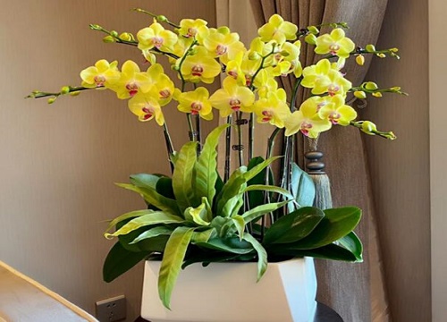 蝴蝶兰冬天怎么养越长越旺盛