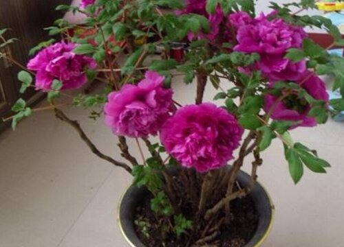 牡丹怎么分盆容易成活