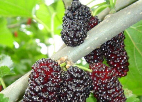 桑葚果期有多久