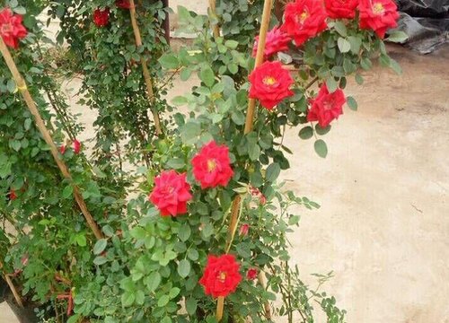 养护月季要使用什么有机肥盆盆开爆