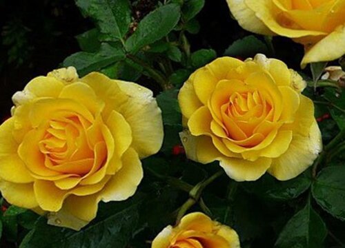 养护月季要使用什么有机肥盆盆开爆