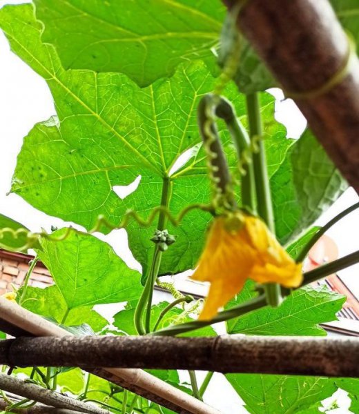 化瓜现象是什么意思