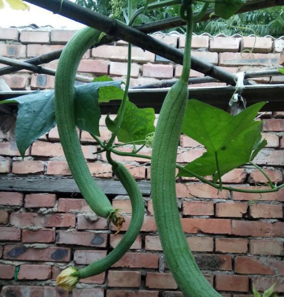 化瓜现象是什么意思