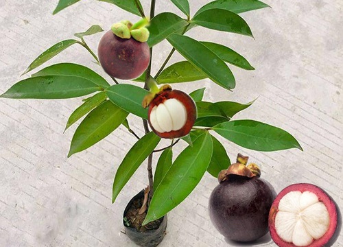 家里种山竹吉利吗