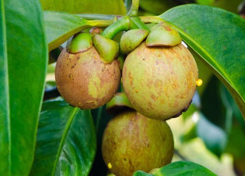 家里种山竹吉利吗