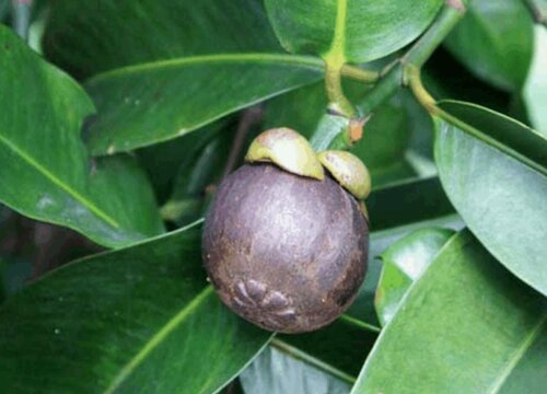 家里种山竹吉利吗