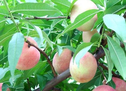 桃树钻心虫的防治方法和时间