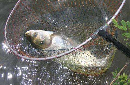 鲢鳙什么时候可以钓