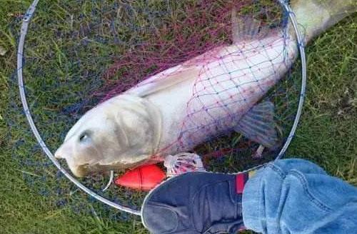 鲢鳙什么时候可以钓