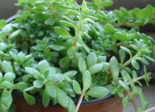 观赏草品种大全