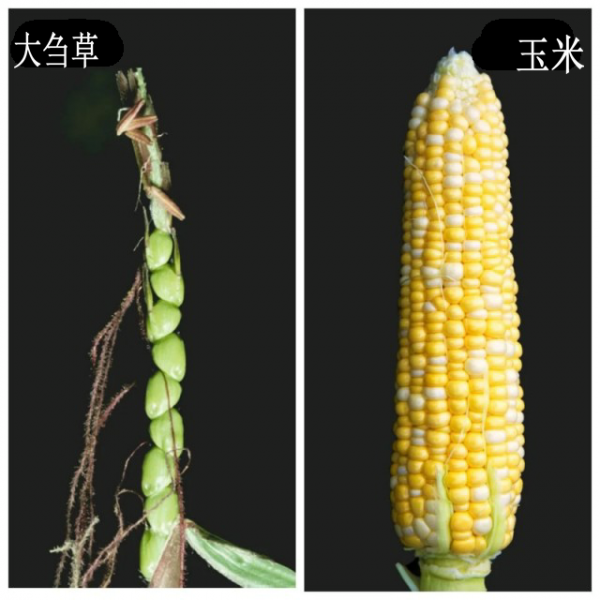 玉米原产地所在的大洲是哪里