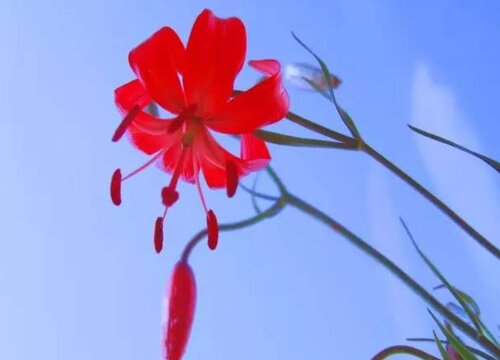 山丹花的寓意和象征