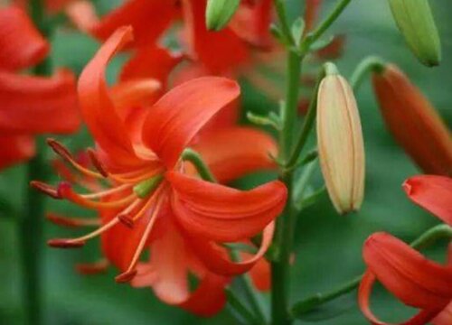 山丹花的寓意和象征