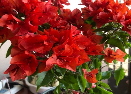 三角梅浇水要浇透吗