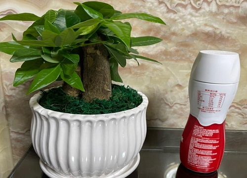 发财树施肥用什么肥料最好